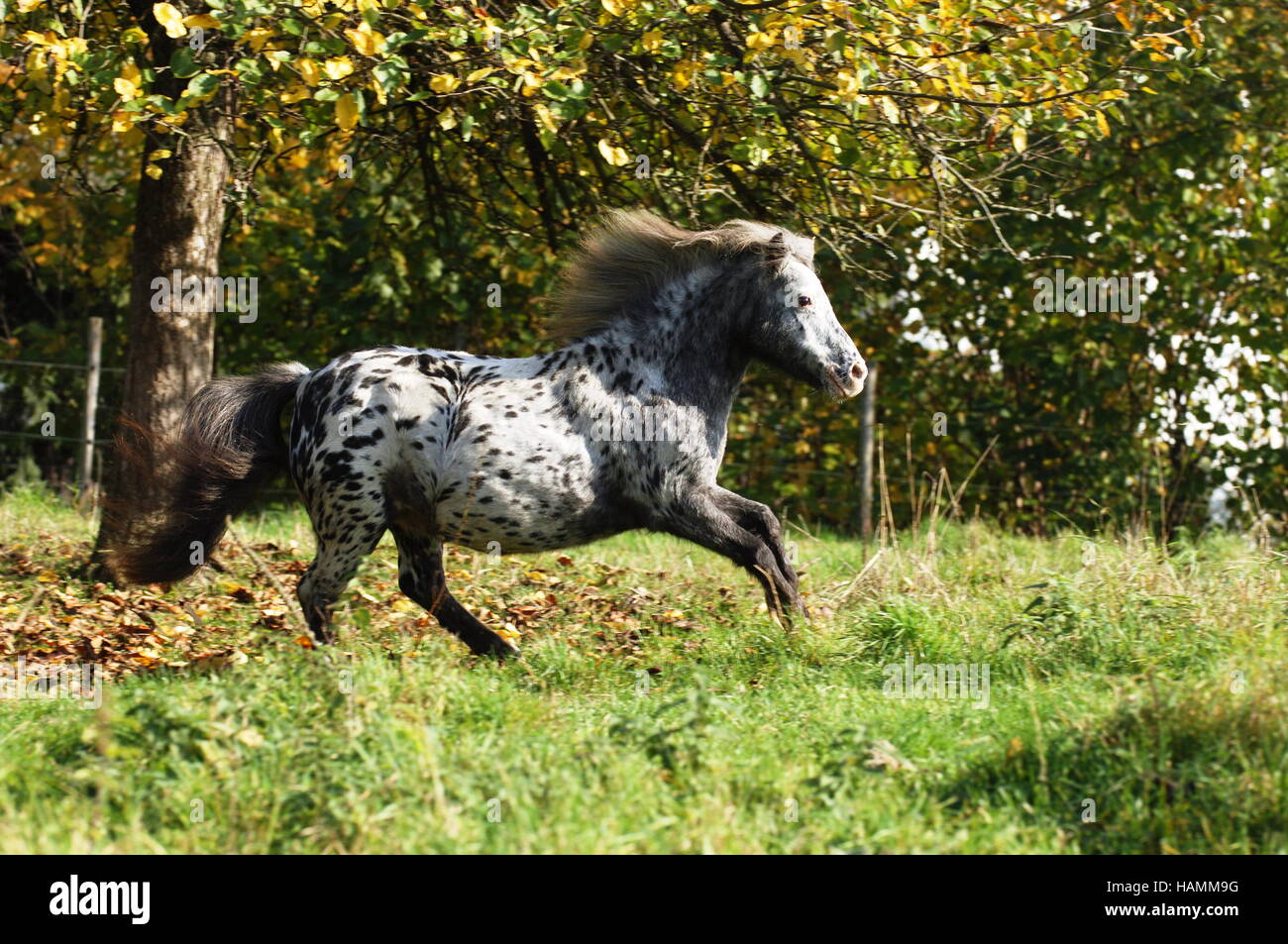 Shetland pony Stock Photo