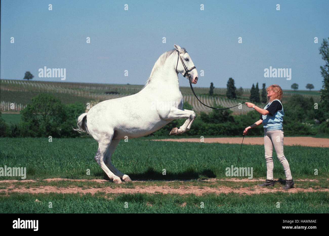 Lippizzaner Horse / Lipizzaner Stock Photo