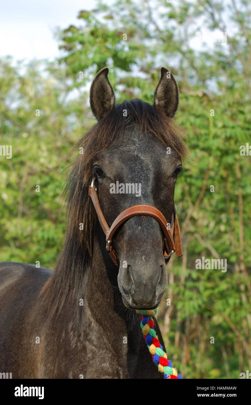 Lusitano Horse Portugal Stock Photo