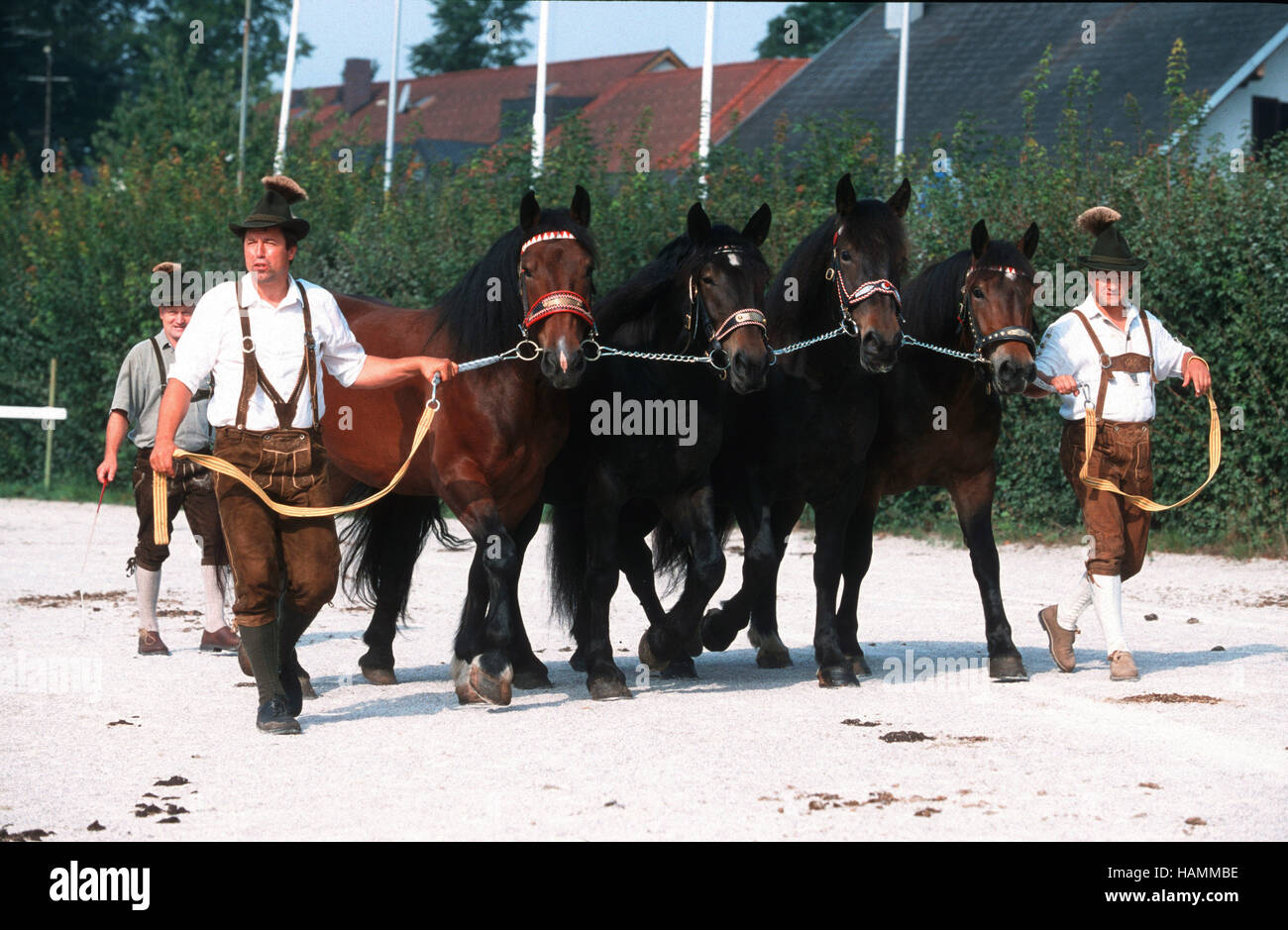 south german coldblood (heavy) Horse Stock Photo
