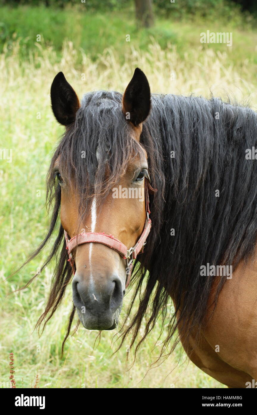 Noriker horse hires stock photography and images Alamy