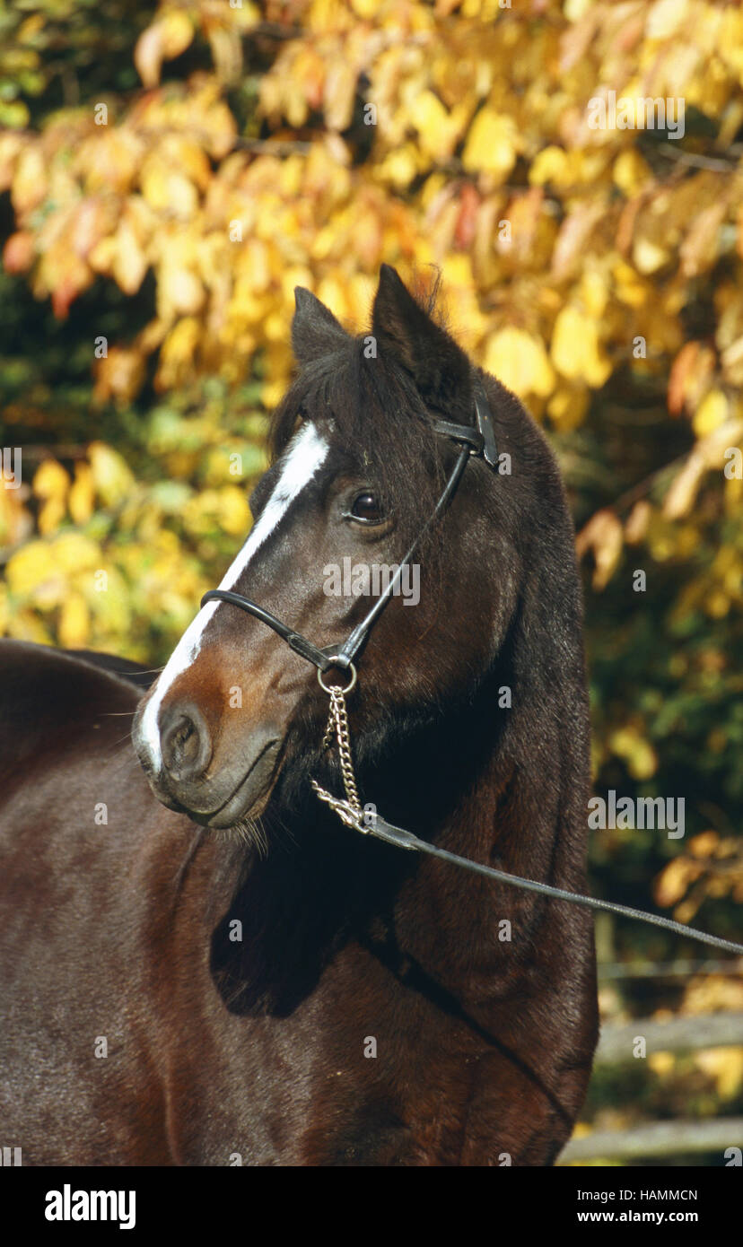 Welshpony High Resolution Stock Photography and Images - Alamy