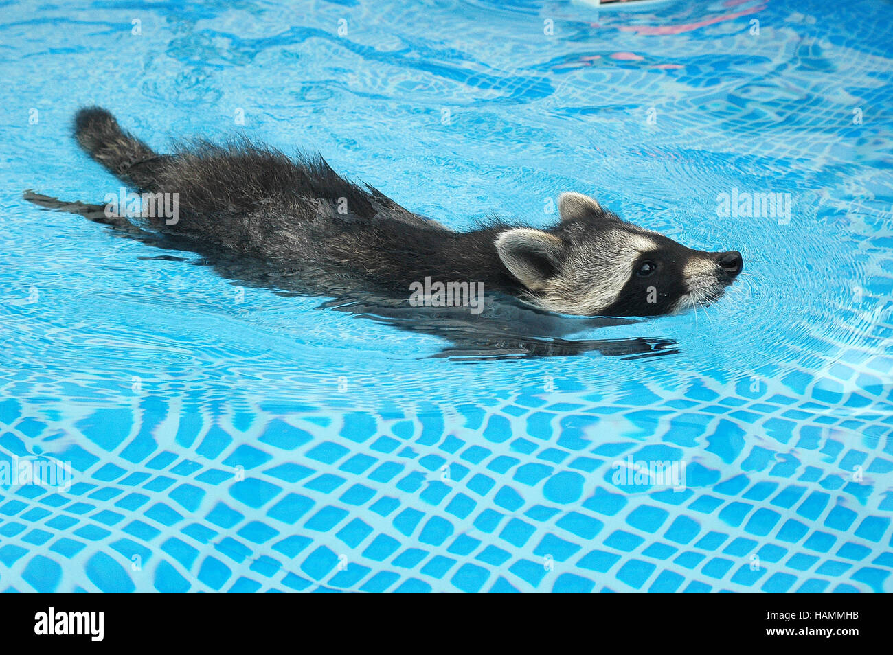 Shepherd raising young raccoons Stock Photo Alamy