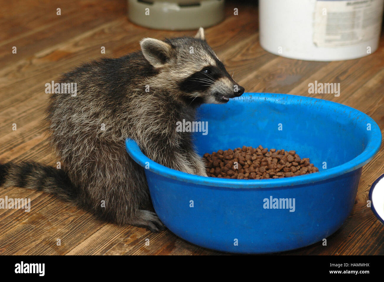 Shepherd raising young raccoons Stock Photo
