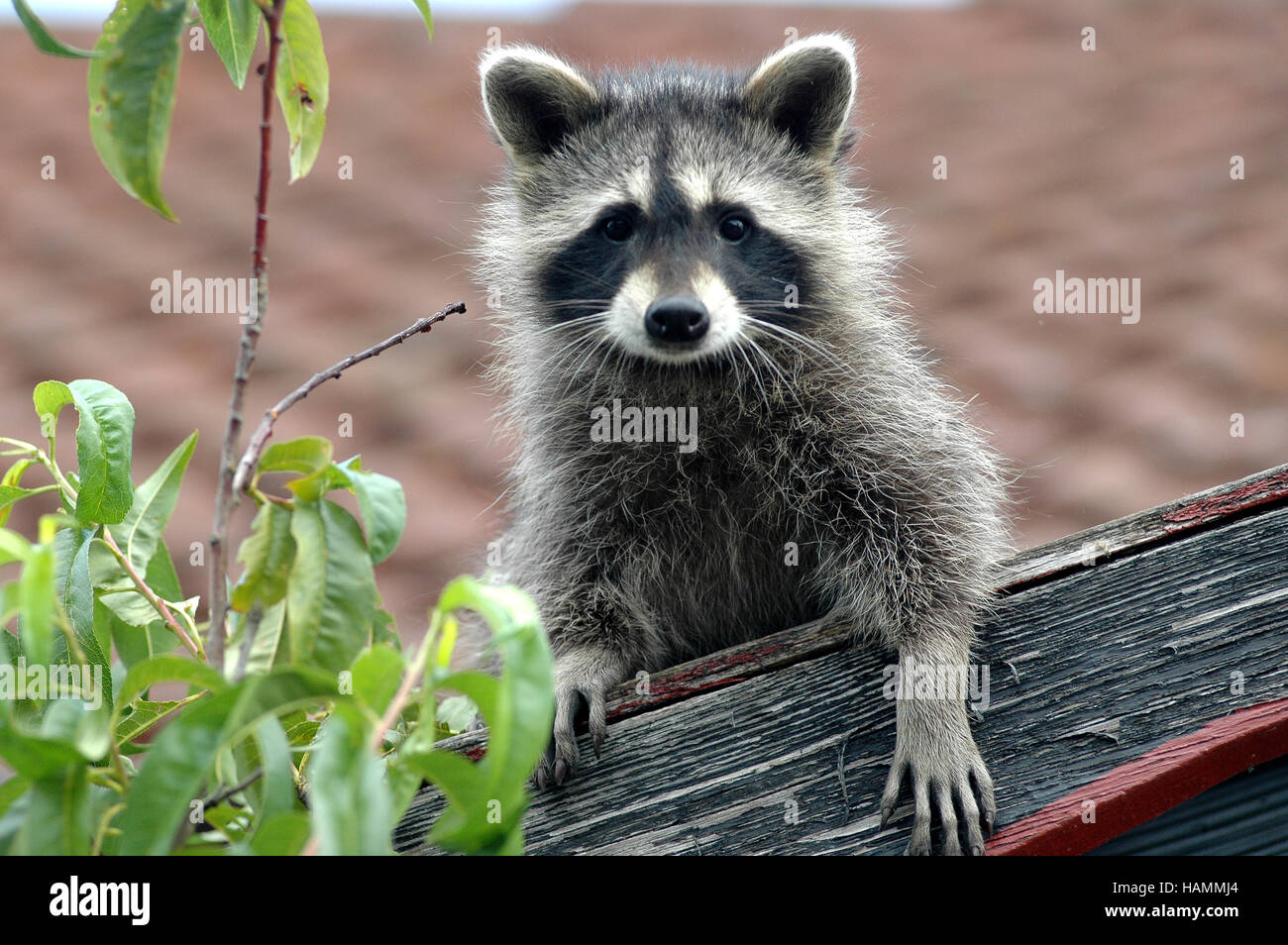 Shepherd raising young raccoons Stock Photo