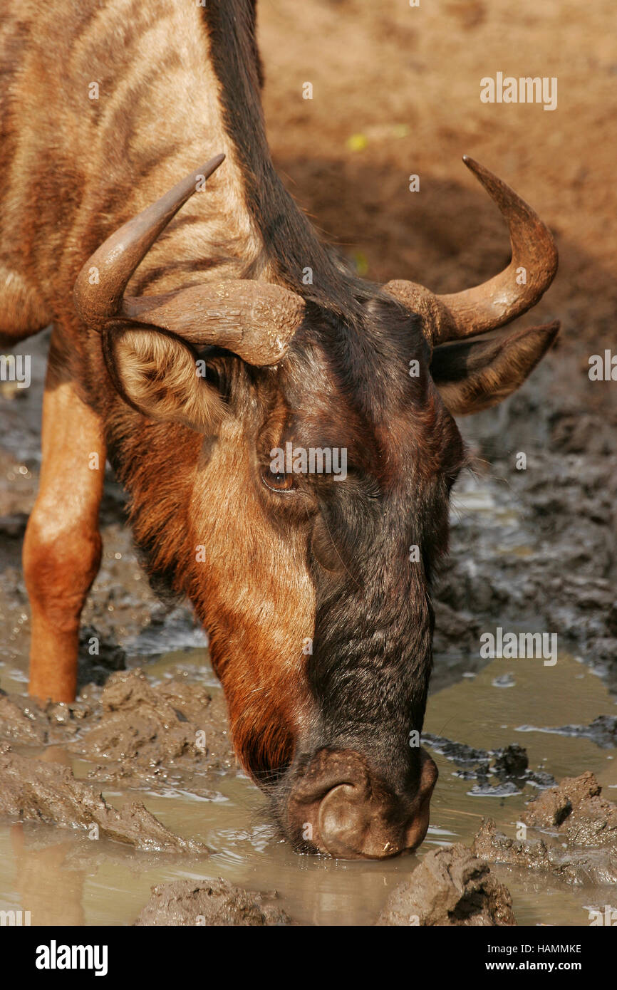 drinking blue wildebeest portrait Stock Photo