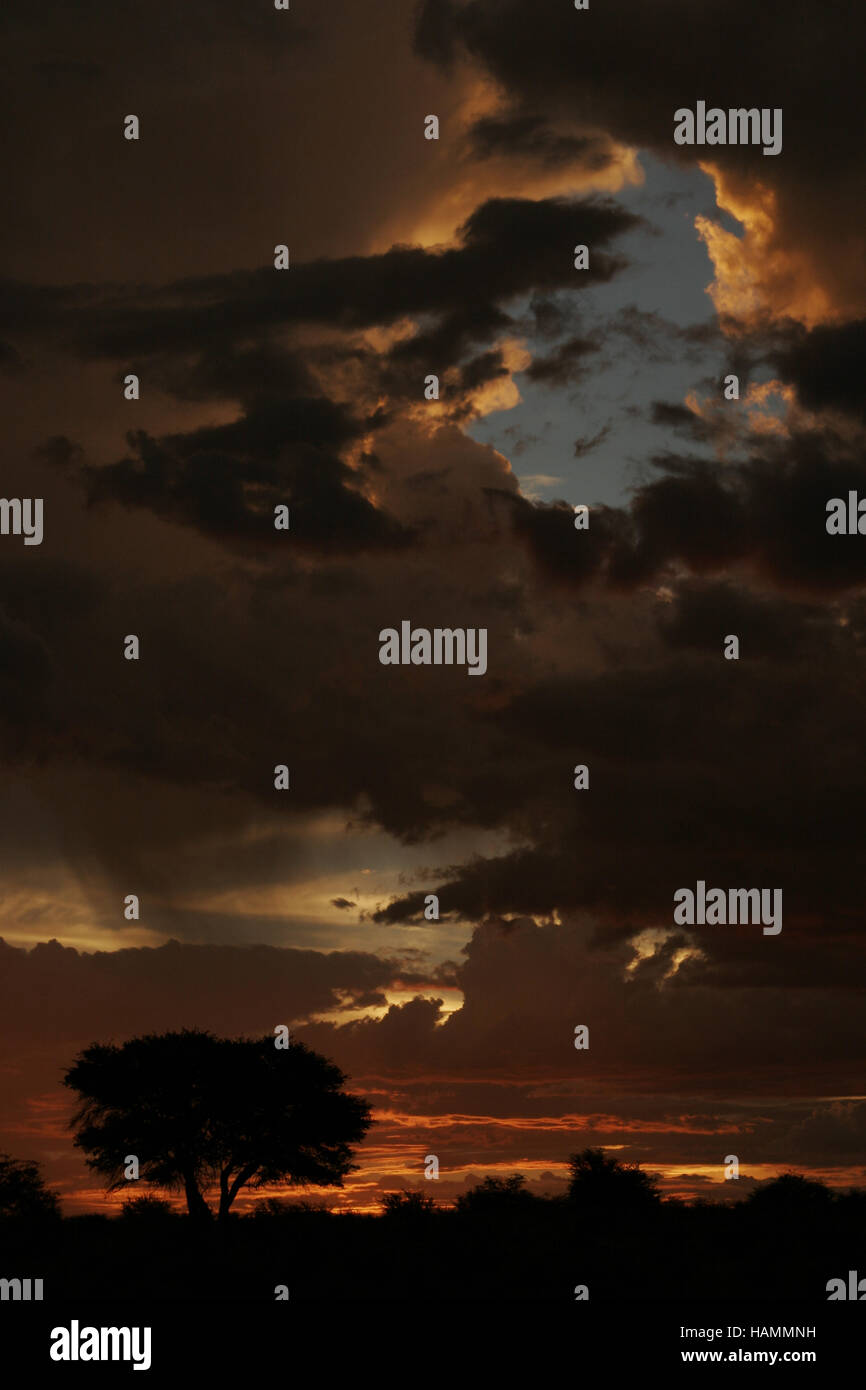tree silhouette at sunset Stock Photo - Alamy
