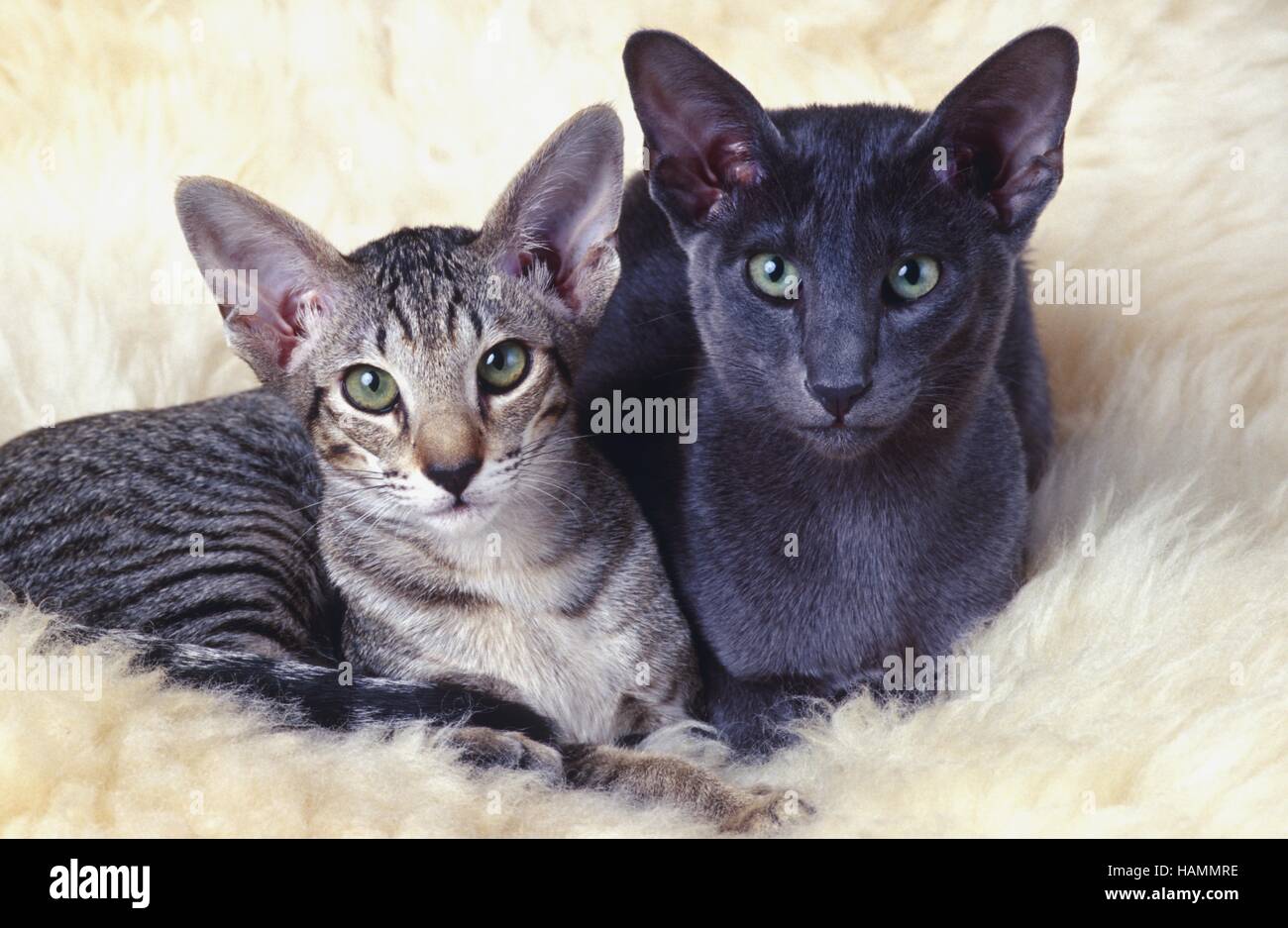 Oriental Shorthair Cat Stock Photo