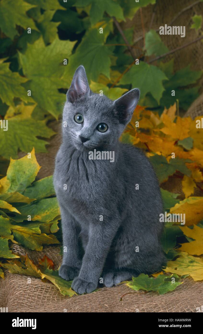 Russisch Blau Katze Stock Photo