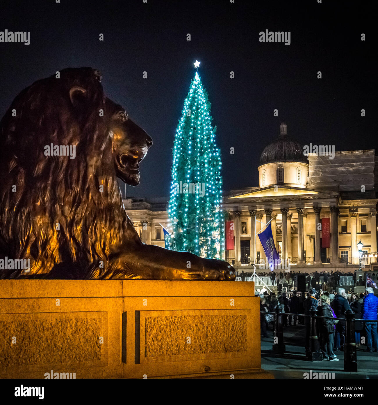 London, UK. 1st December, 2016. Annual traditional lighting up of Trafalgar Square Christmas Tree Credit:  Guy Corbishley/Alamy Live News Stock Photo