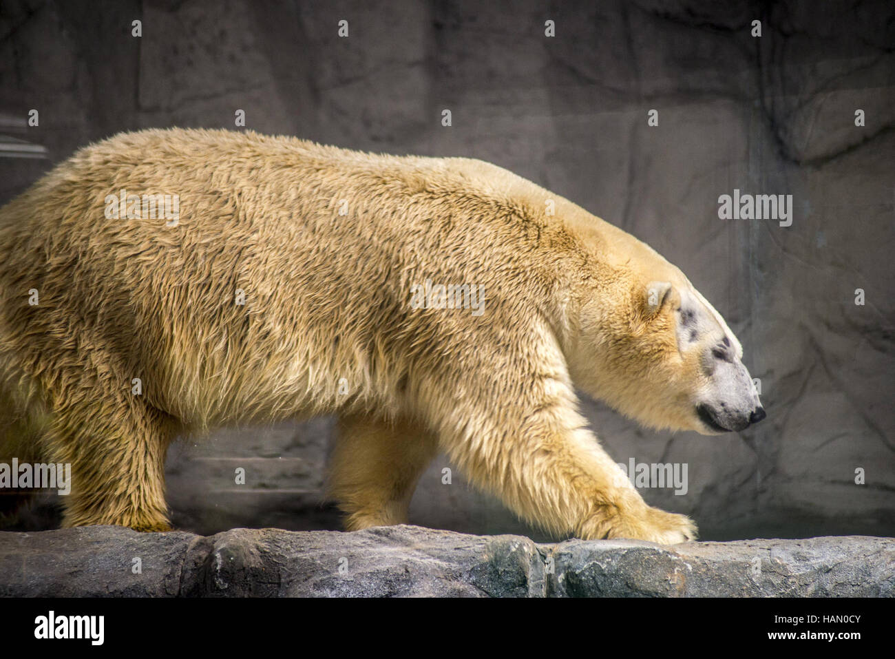 Sao Paulo, Brazil. 2nd Dec, 2016. Polar bears Aurora and Peregrino, respectively 5 and 6 years old, live in the Sao Paulo Aquarium in Ipiranga, South Zone of the capital.Born in cold Russia, mammals are the first of its kind in the country. Despite the climatic difference between their homeland and Brazil, the bears, who together weigh 730 kg, had no problem adapting to their new home. They are located in an area of 1,500 square meters and with a temperature between -15 Â° C and -5 Â° C. Credit:  ZUMA Press, Inc./Alamy Live News Stock Photo