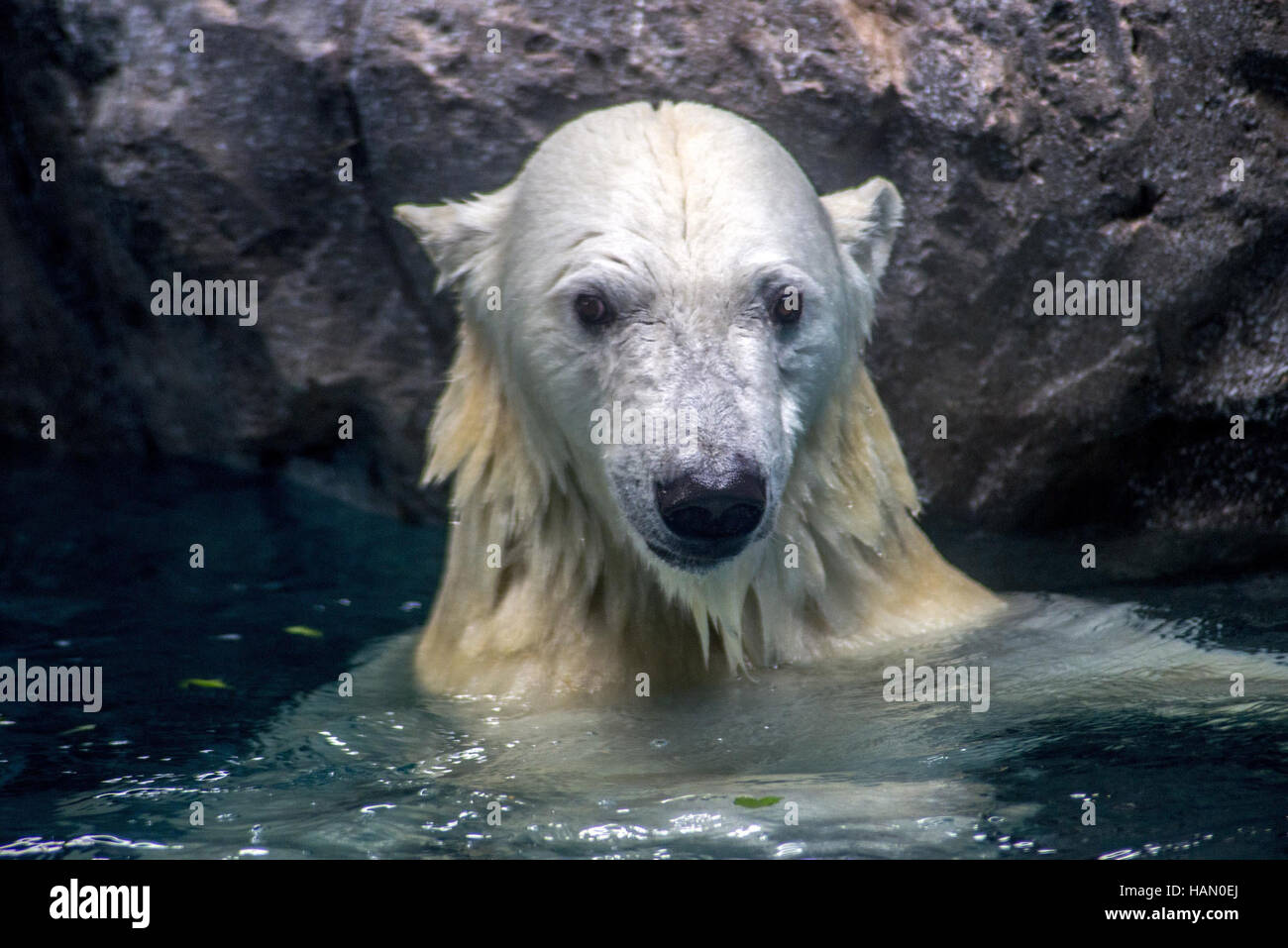 Sao Paulo, Brazil. 2nd Dec, 2016. Polar bears Aurora and Peregrino, respectively 5 and 6 years old, live in the Sao Paulo Aquarium in Ipiranga, South Zone of the capital.Born in cold Russia, mammals are the first of its kind in the country. Despite the climatic difference between their homeland and Brazil, the bears, who together weigh 730 kg, had no problem adapting to their new home. They are located in an area of 1,500 square meters and with a temperature between -15 Â° C and -5 Â° C. Credit:  ZUMA Press, Inc./Alamy Live News Stock Photo