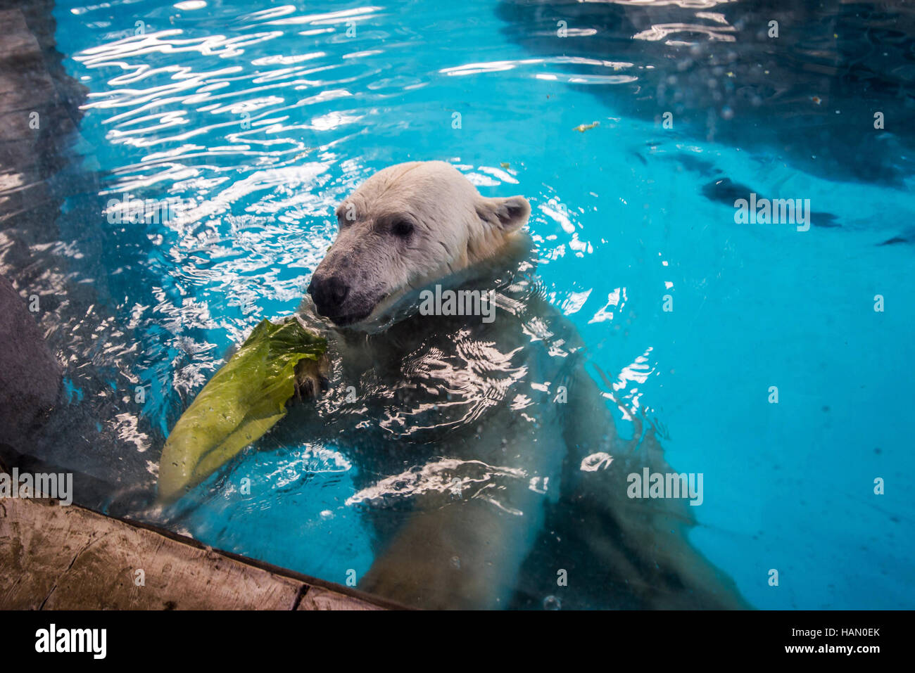 Sao Paulo, Brazil. 2nd Dec, 2016. Polar bears Aurora and Peregrino, respectively 5 and 6 years old, live in the Sao Paulo Aquarium in Ipiranga, South Zone of the capital.Born in cold Russia, mammals are the first of its kind in the country. Despite the climatic difference between their homeland and Brazil, the bears, who together weigh 730 kg, had no problem adapting to their new home. They are located in an area of 1,500 square meters and with a temperature between -15 Â° C and -5 Â° C. Credit:  ZUMA Press, Inc./Alamy Live News Stock Photo