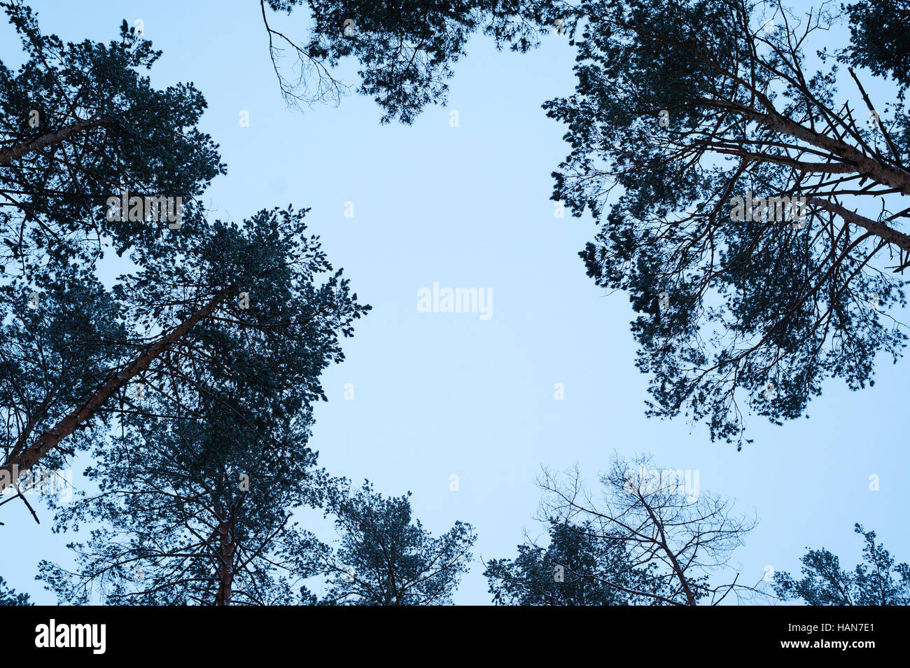 Tall green trees with blue sky and white clouds hi-res stock ...