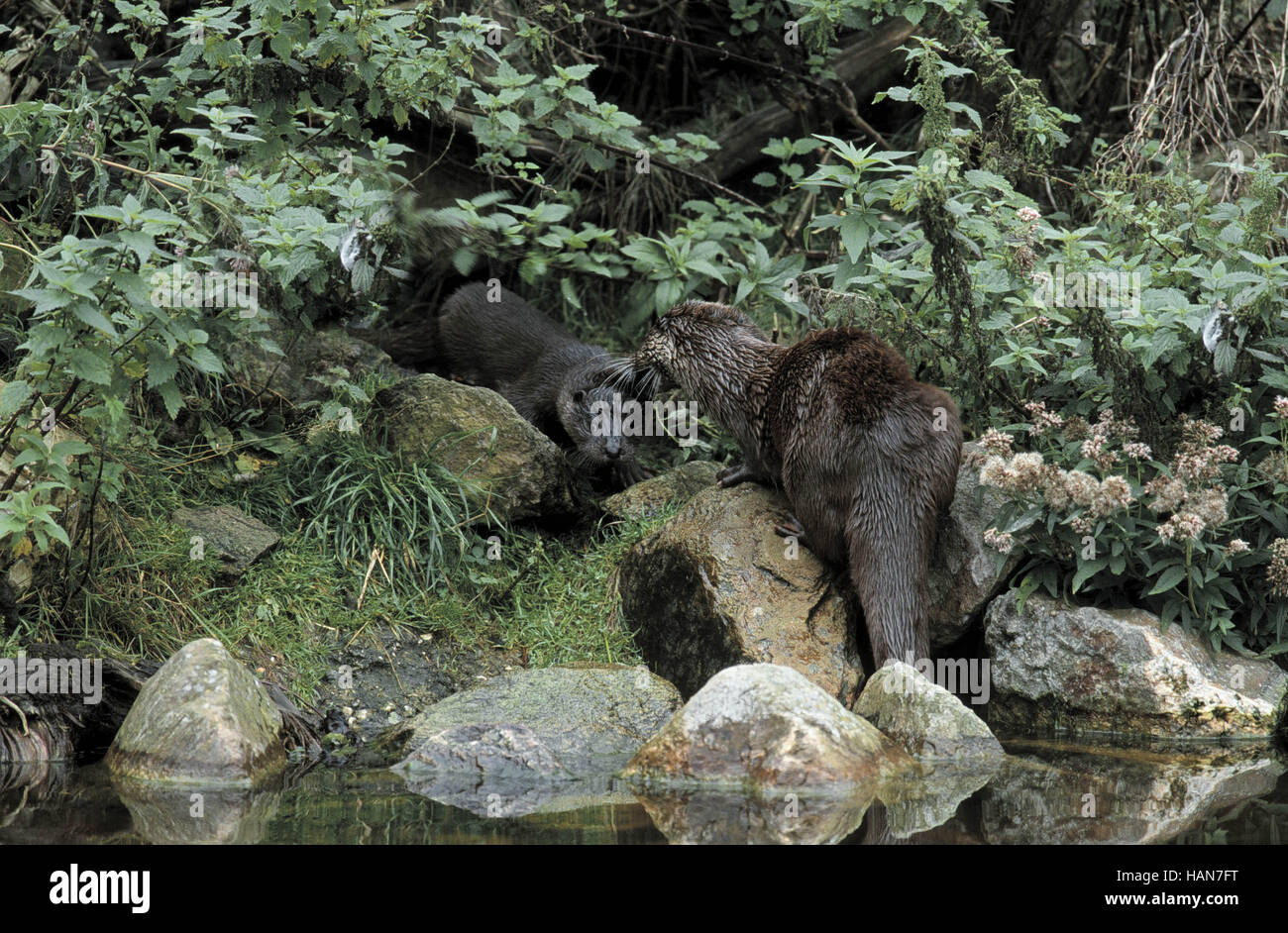 Mother otter cubs animal hi-res stock photography and images - Alamy