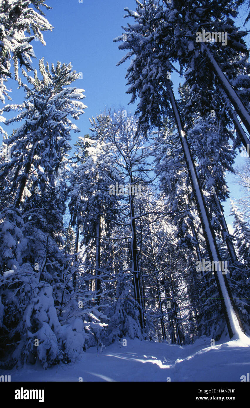 Coniferous forest / Nadelwald Stock Photo