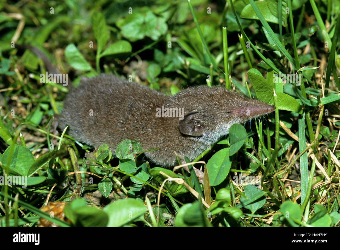 shrew, Crocidura russula Stock Photo