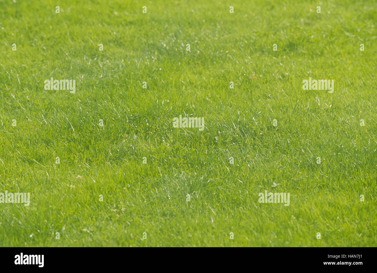 Lawn / Rasen / Wiese Stock Photo