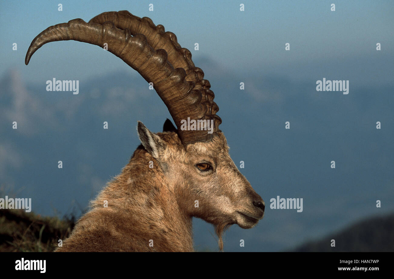 Alpensteinbock alpine ibex male head hi-res stock photography and ...