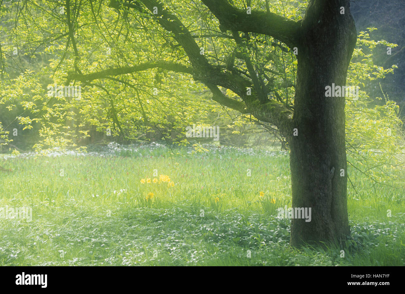Tree and Daffodils / Baum und Osterglocken Stock Photo