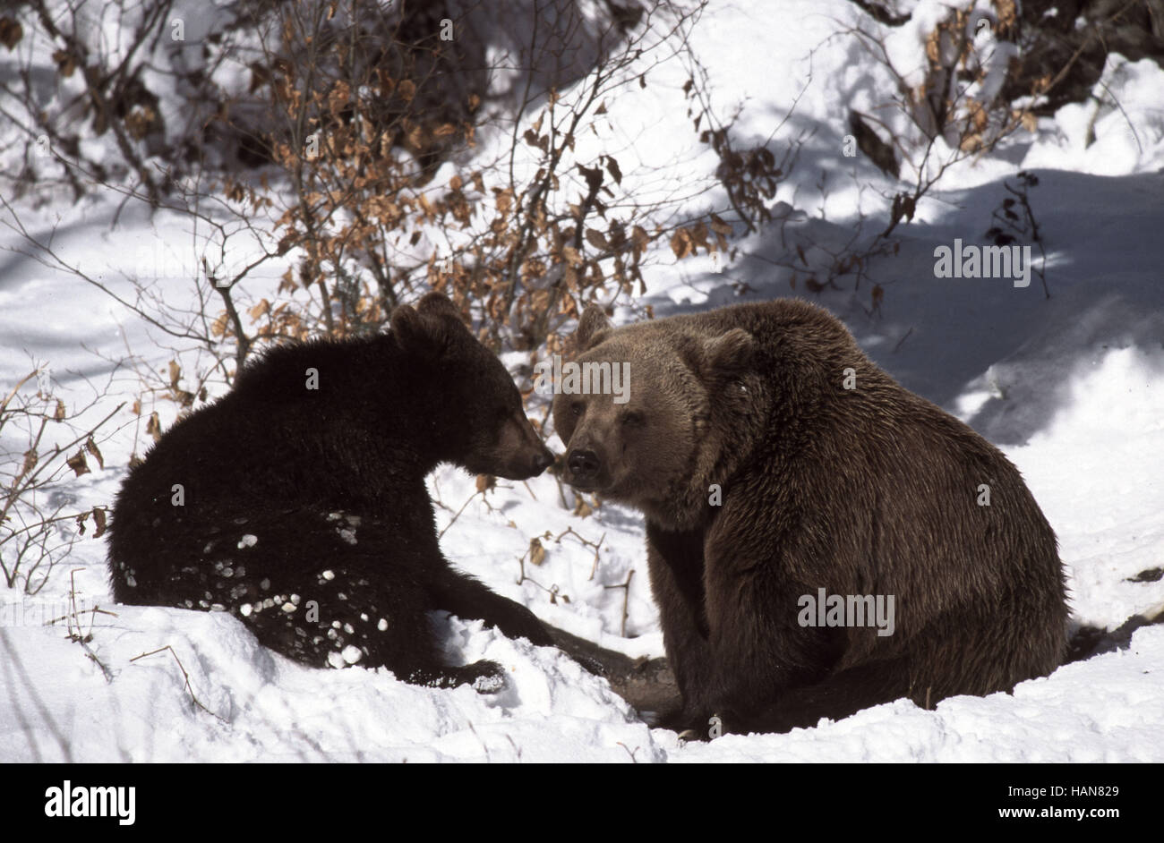 European Brown Bear Stock Photo - Alamy