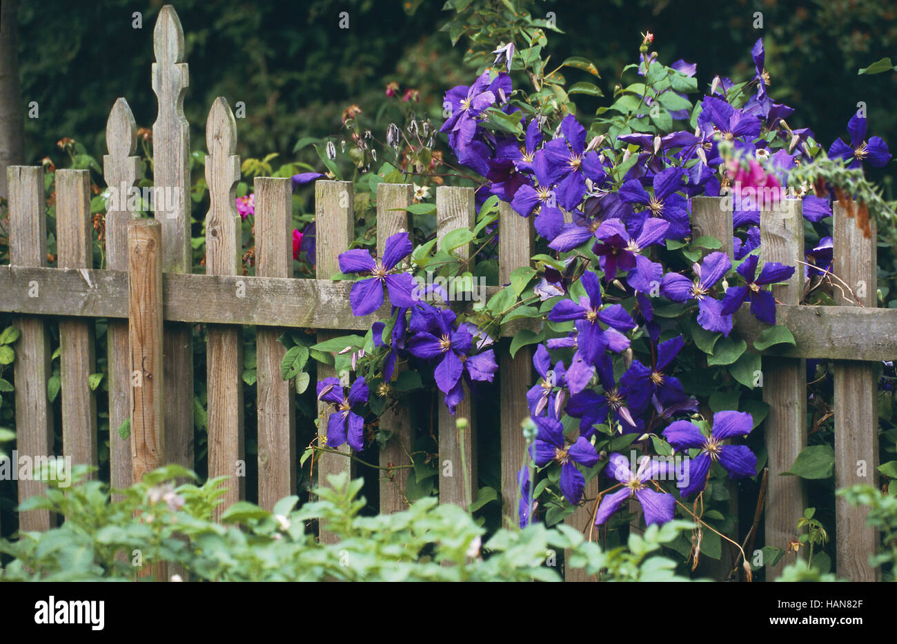 Gardenimpression Stock Photo
