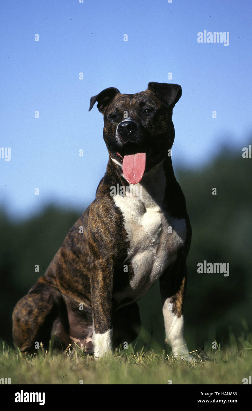 American Staffordshire Terrier Pitbull Stock Photo Alamy
