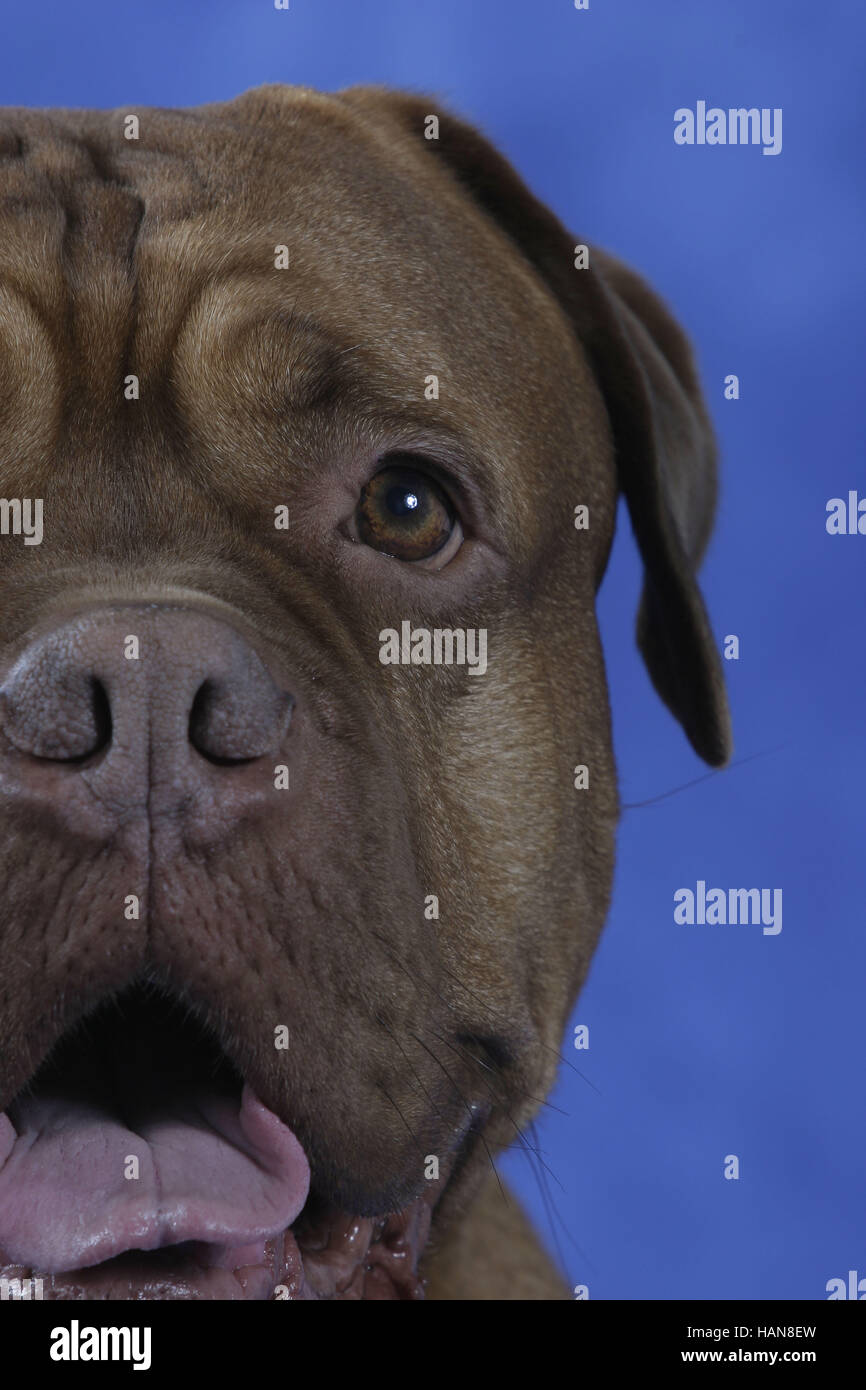 Dogue de Bordeaux / Bordeauxdogge Stock Photo Alamy