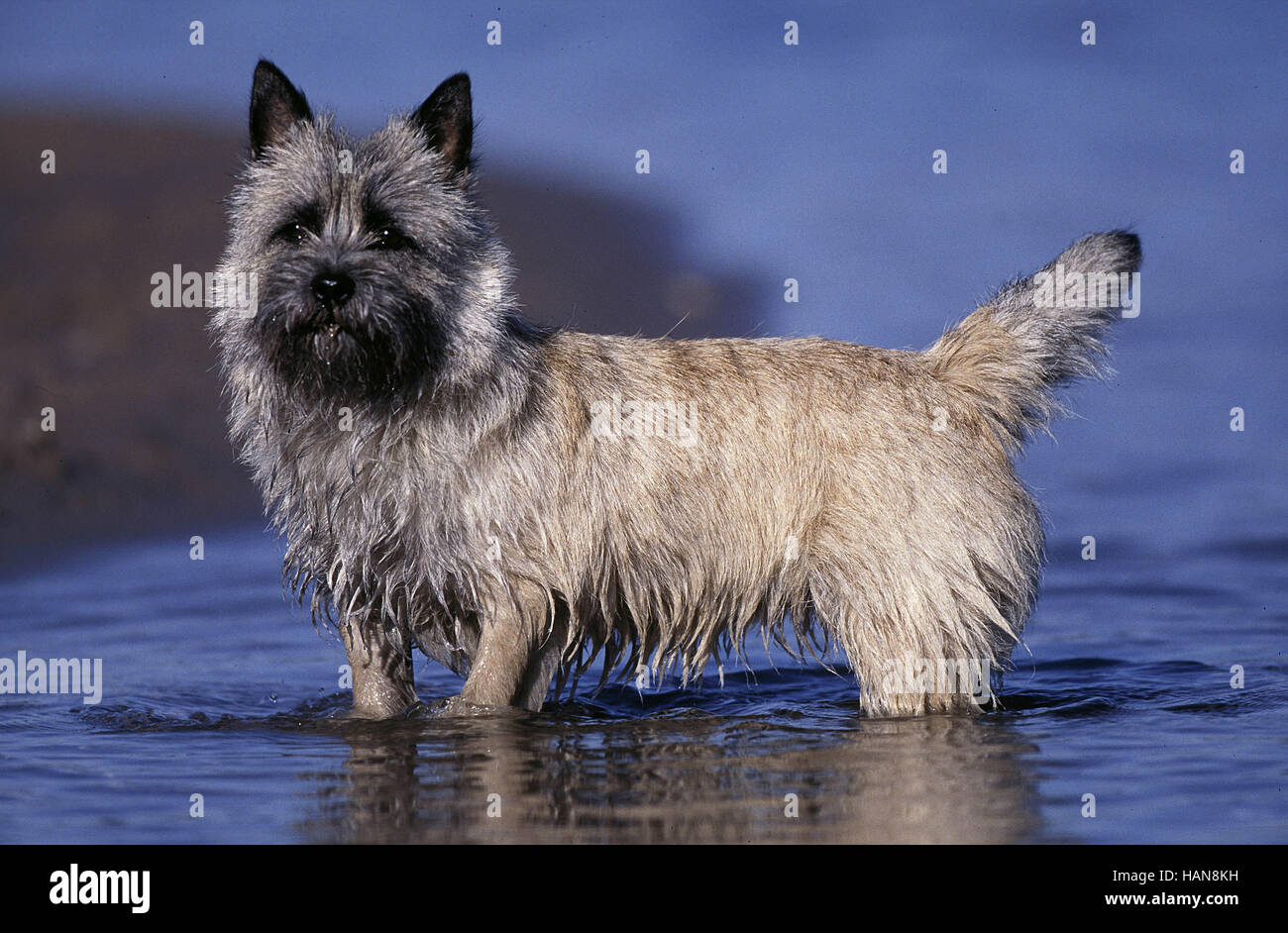 Cairn Terrier Stock Photo