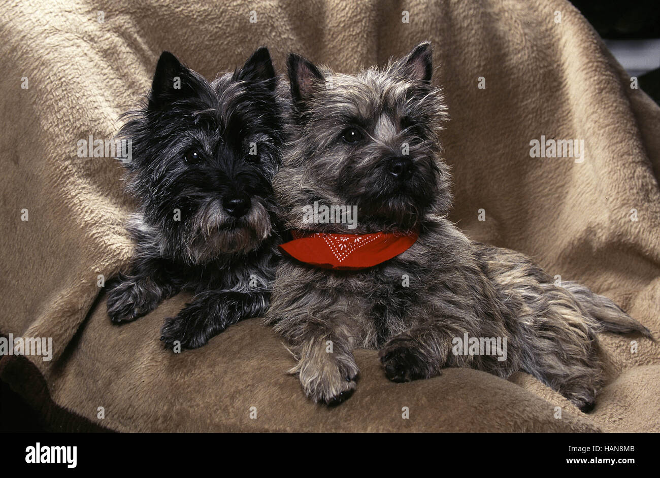 Cairn Terrier Stock Photo