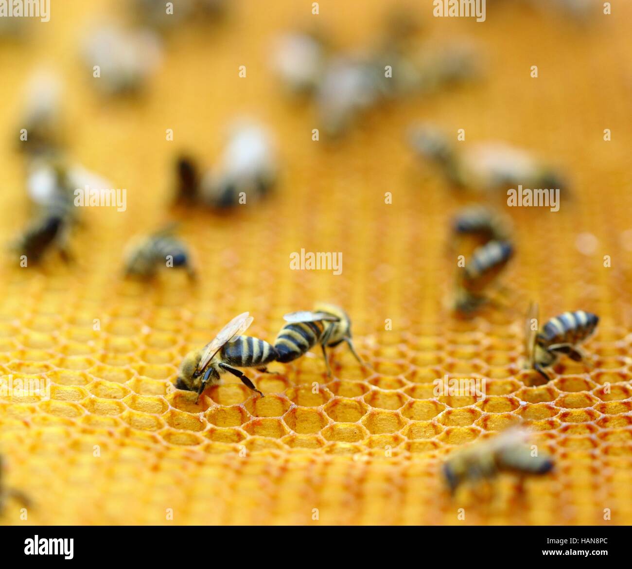 Honeybees in honeycomb Stock Photo