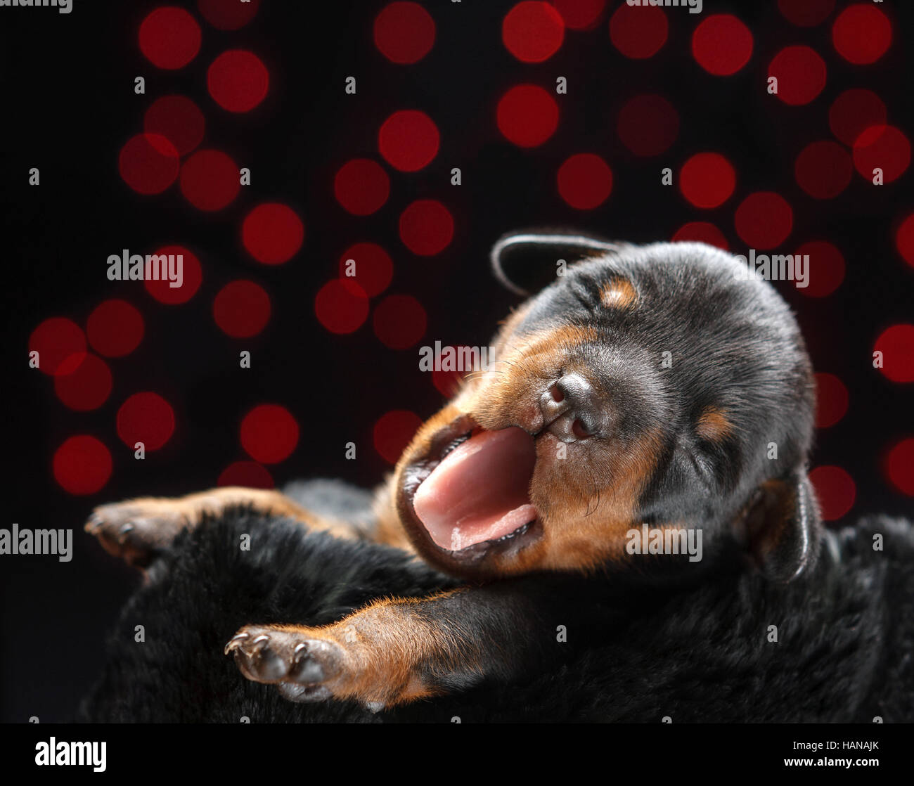 Miniature Pinscher puppy lying down in front of black background Stock Photo