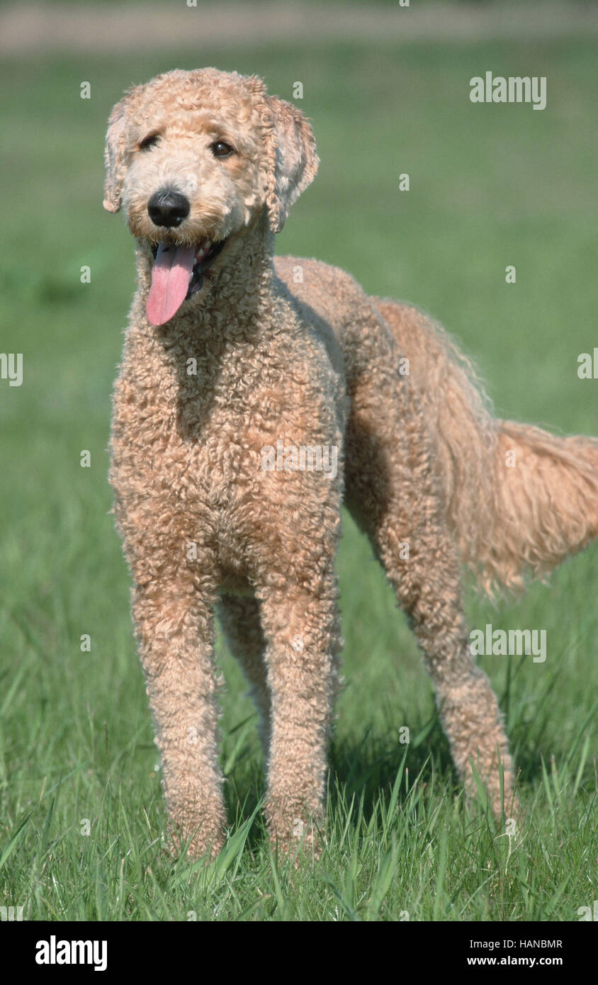 Standard Poodle / Grosspudel / Koenigspudel Stock Photo Alamy