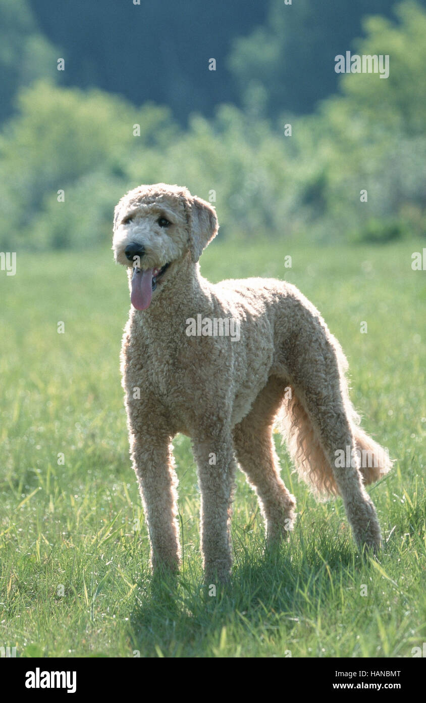 Standard Poodle / Grosspudel / Koenigspudel Stock Photo Alamy
