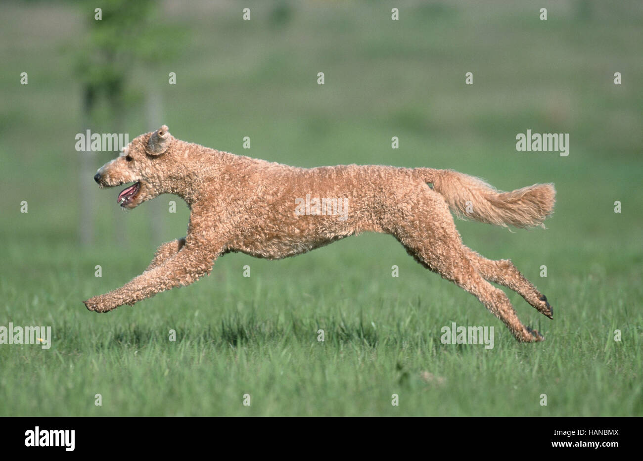 Standard Poodle / Grosspudel / Koenigspudel Stock Photo Alamy