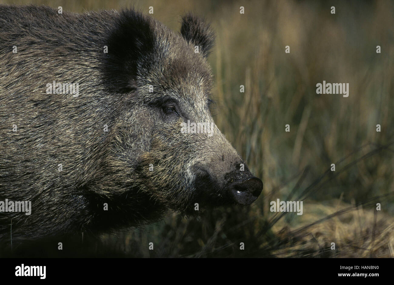 Wild Boar / Wildschwein Stock Photo