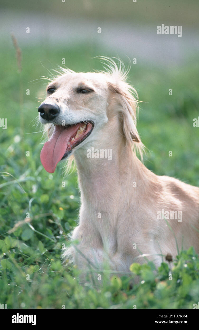 Saluki, Persischer Windhund Stock Photo