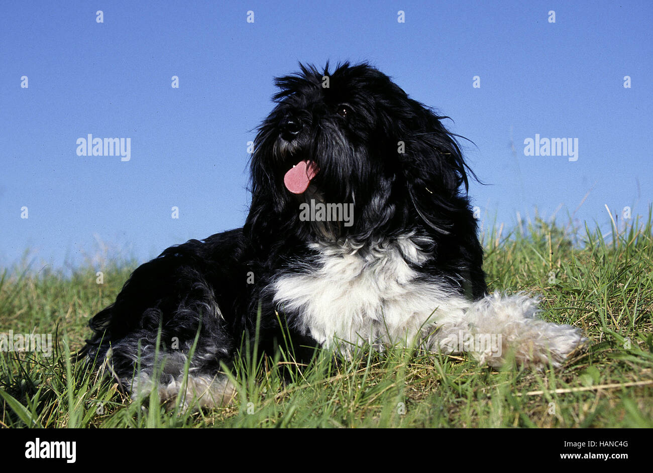 Tibetan Terrier Stock Photo