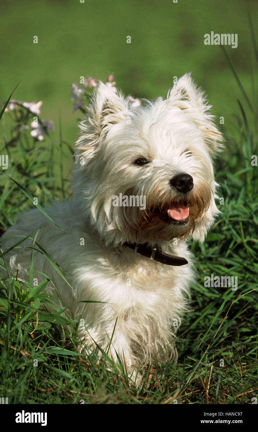 Westhighland White Terrier / Westie Stock Photo