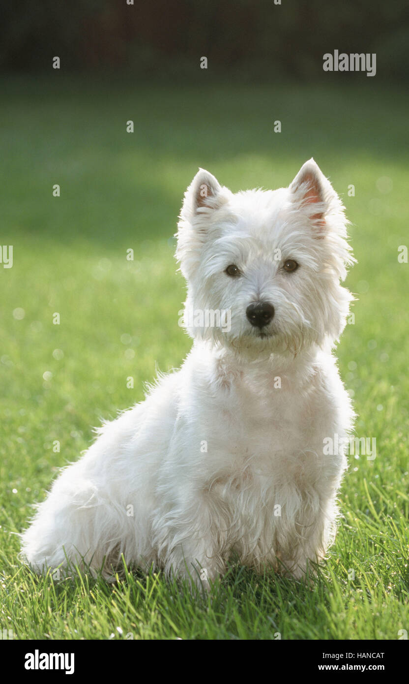 Westhighland White Terrier / Westie Stock Photo Alamy