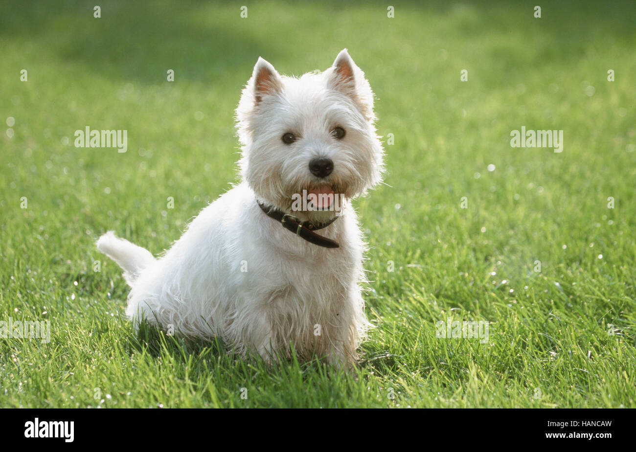 Westie hi-res stock photography and images