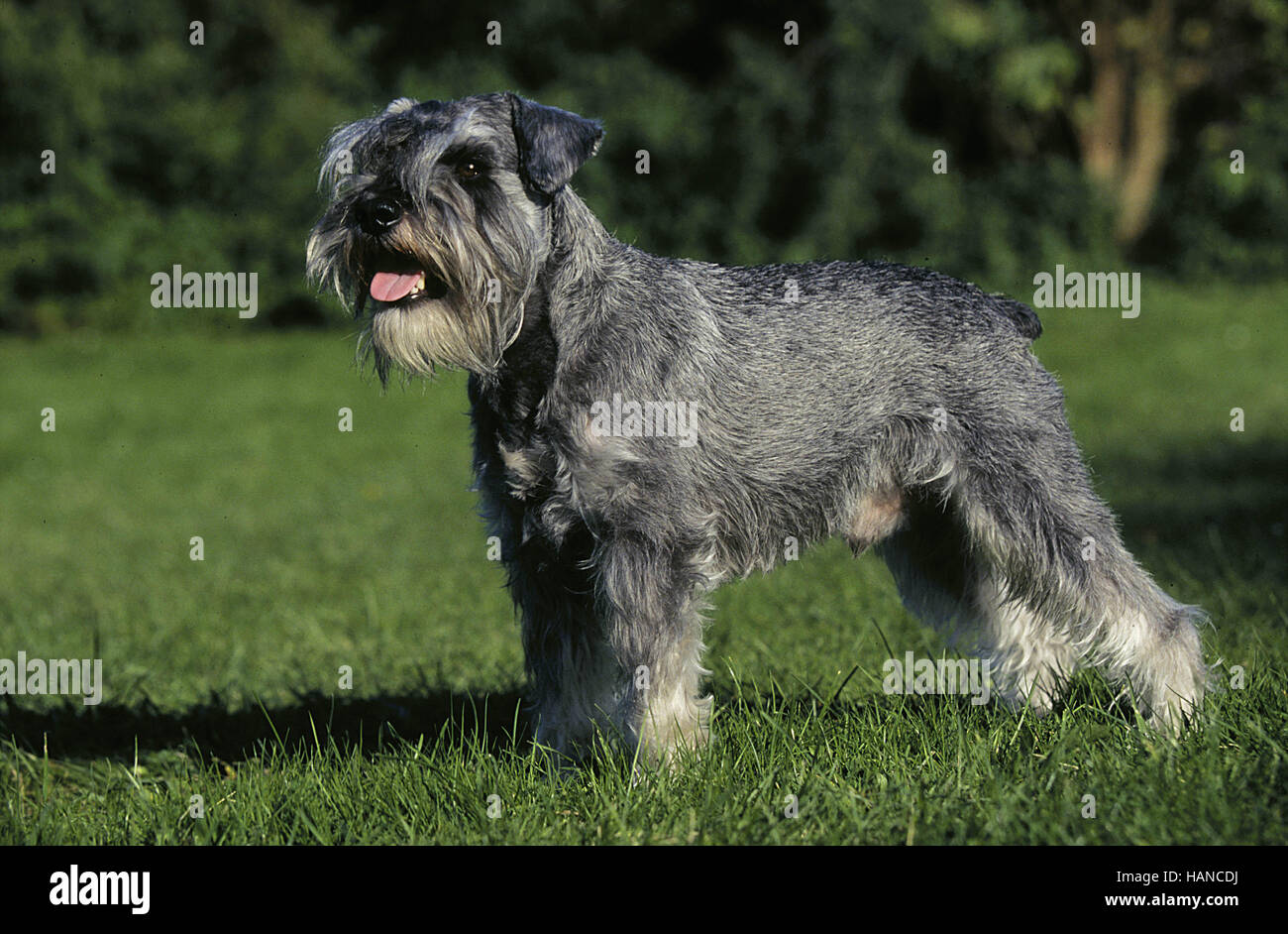 Hund rute dog hi-res stock photography and images - Alamy