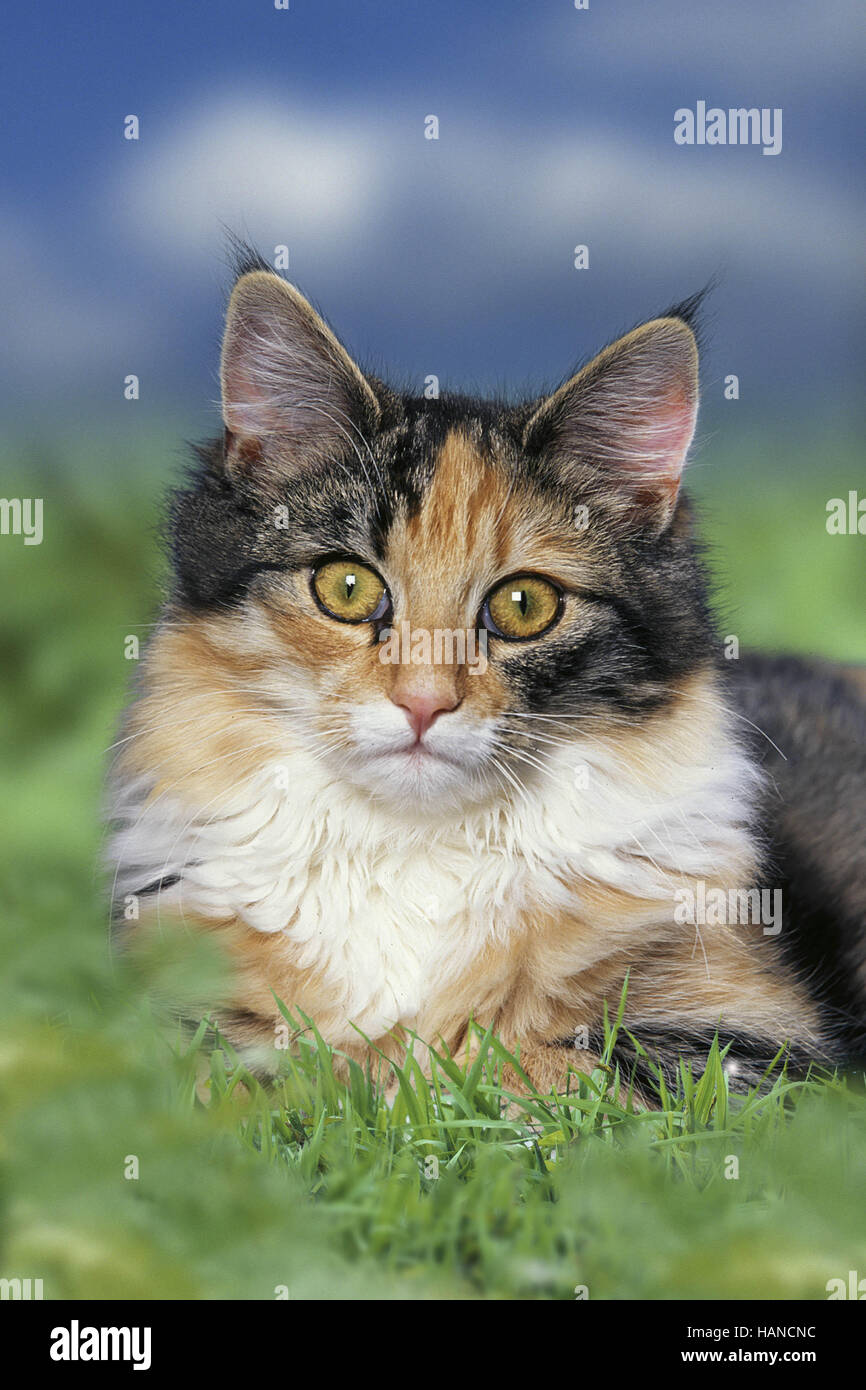 Norwegian Forest Cat Stock Photo Alamy