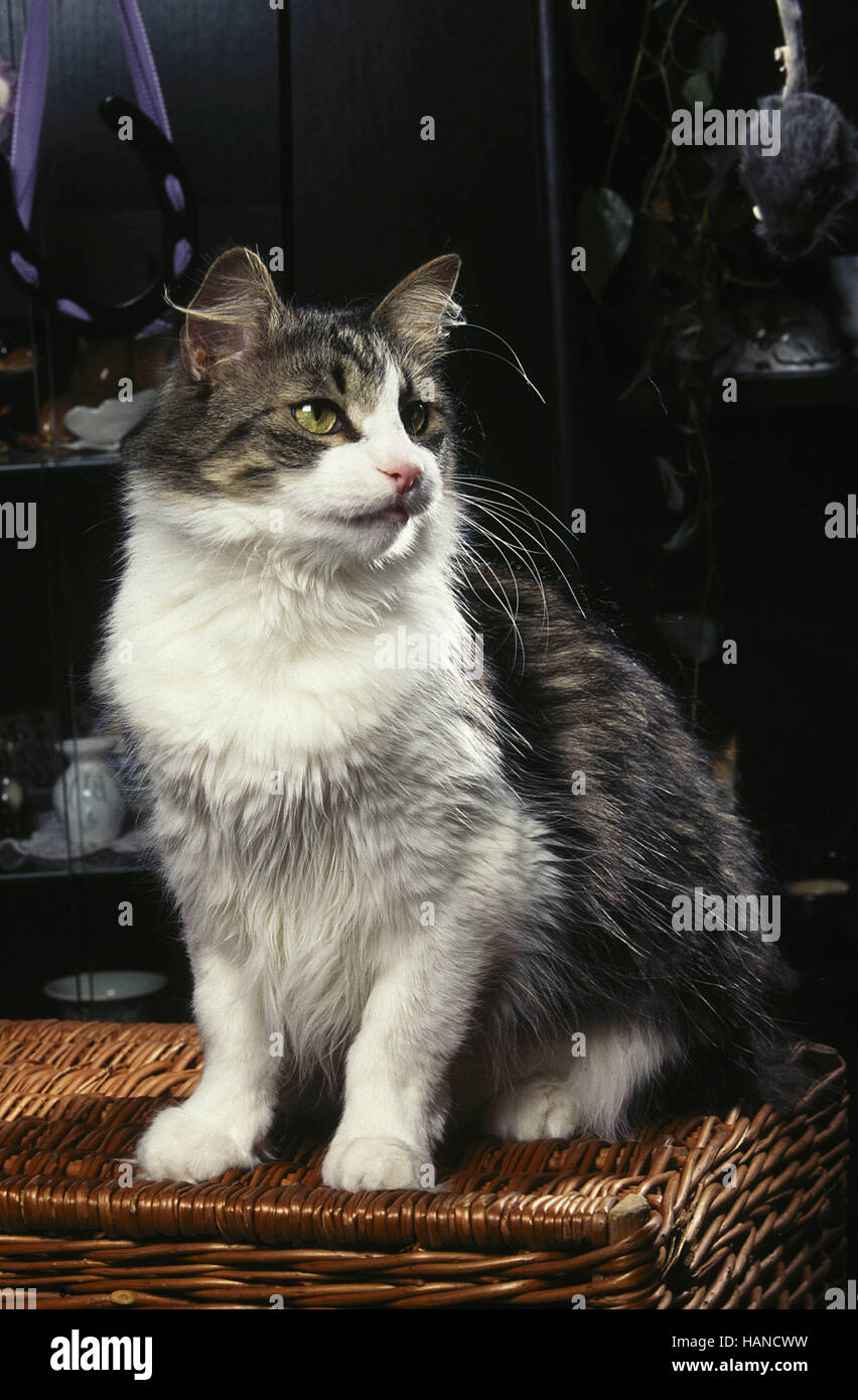 Norwegian Forest Cat Stock Photo Alamy