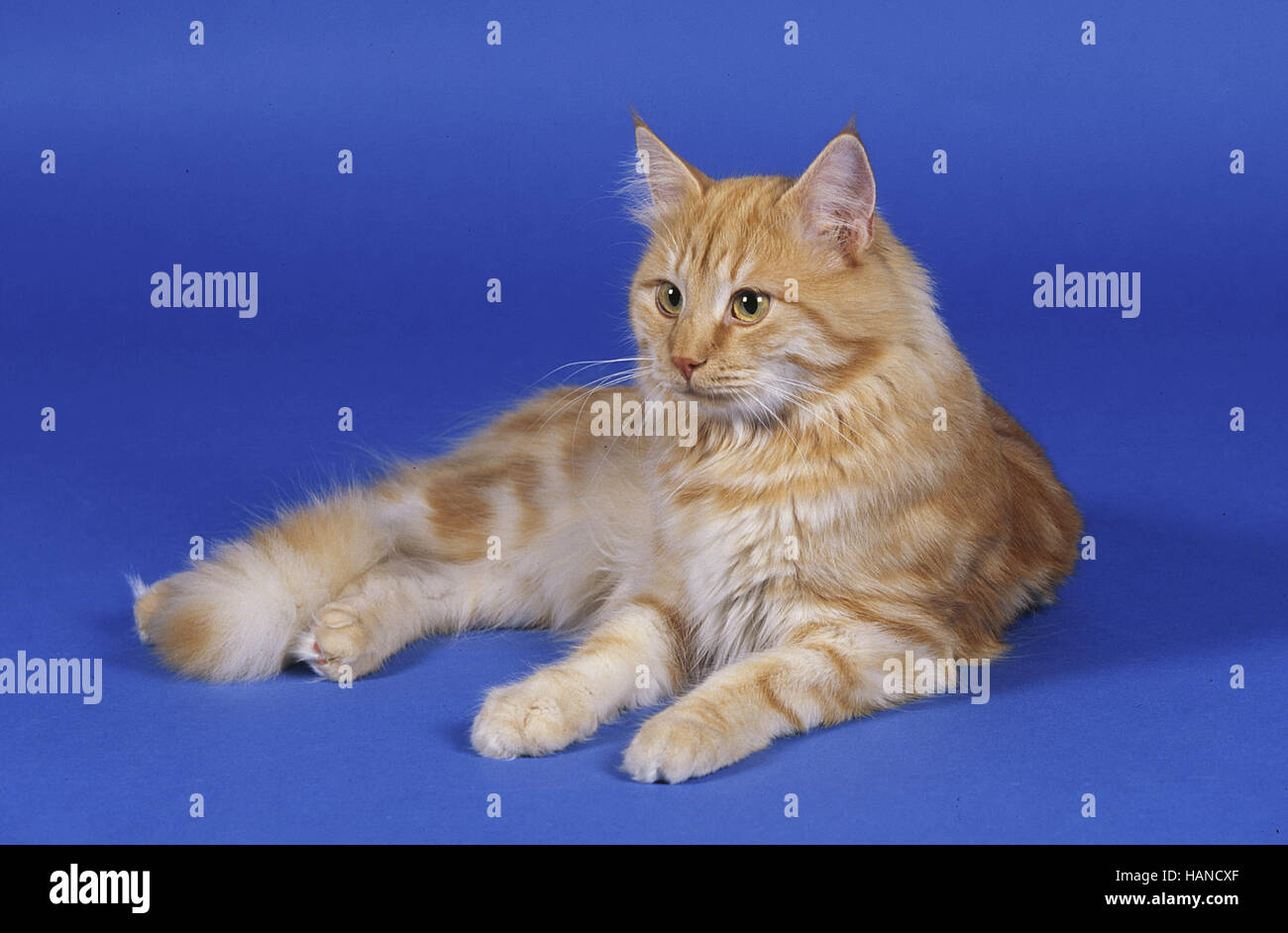 Norwegian Forest Cat Stock Photo Alamy