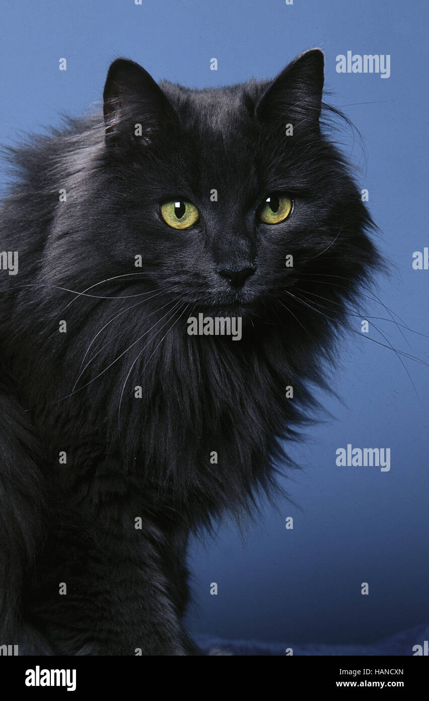 Norwegian Forest Cat Stock Photo Alamy