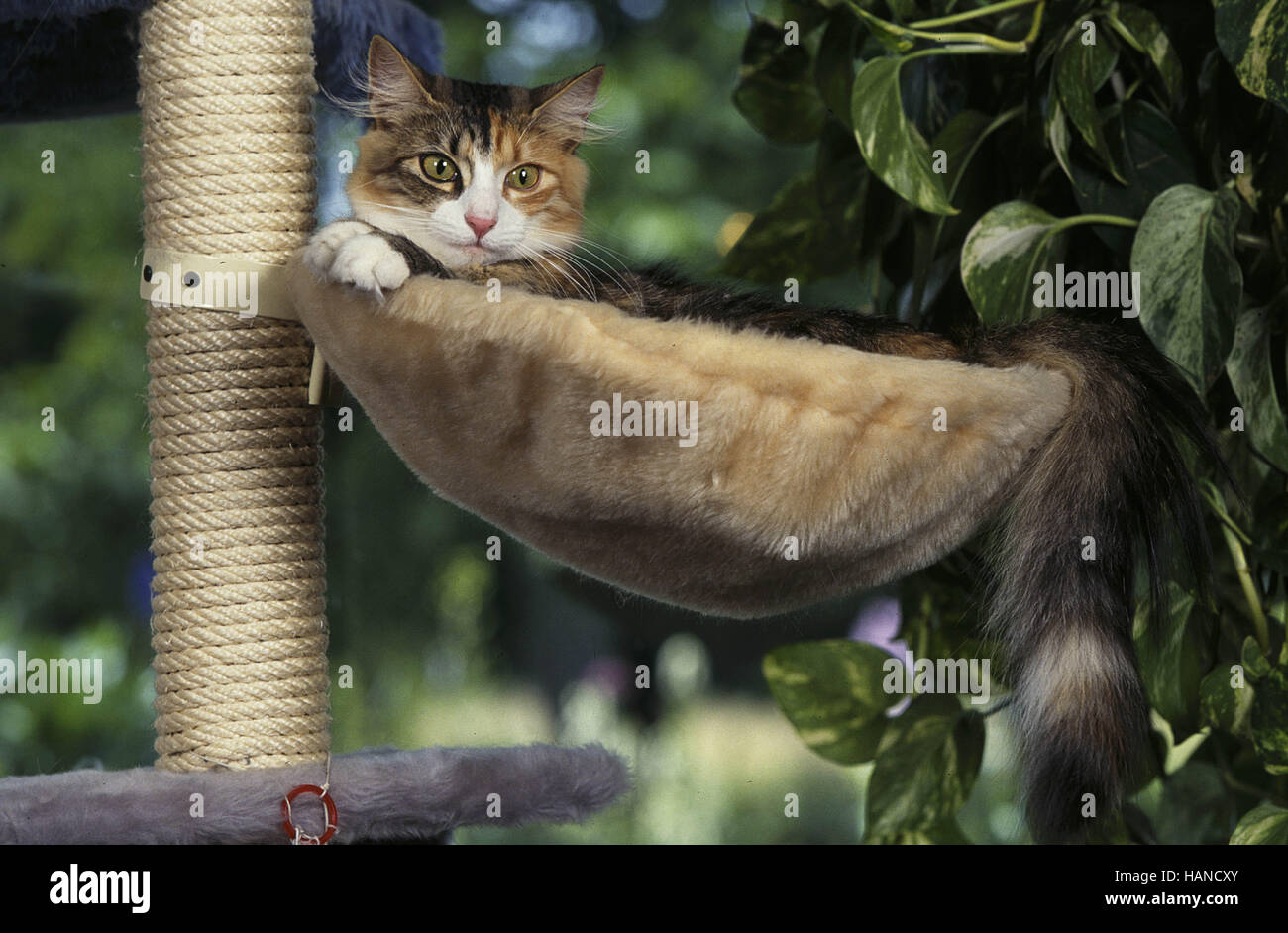 Norwegian Forest Cat Stock Photo