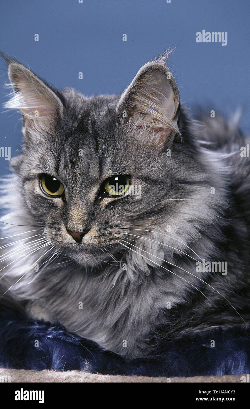 Norwegian Forest Cat Stock Photo Alamy