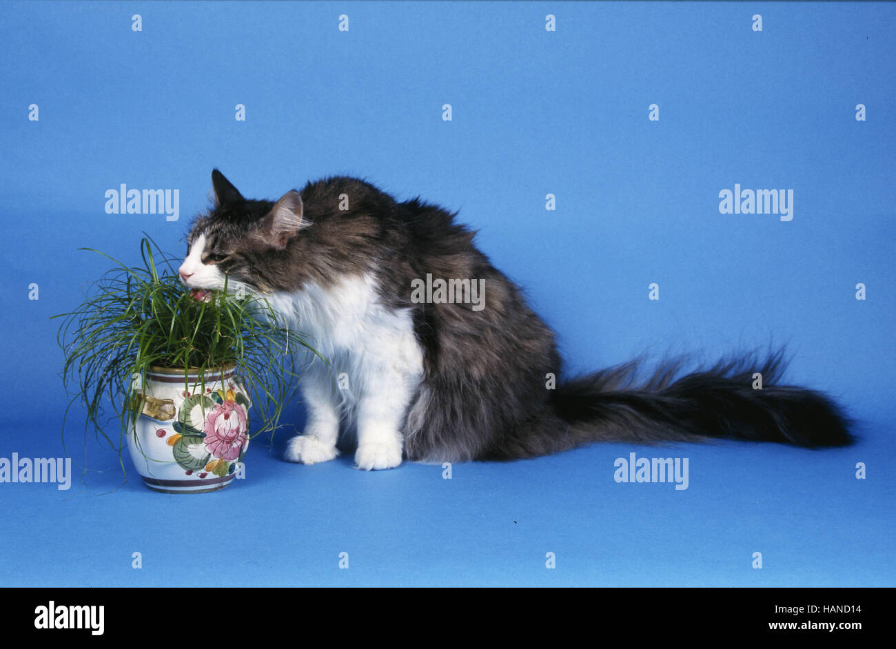 Norwegian Forest Cat Stock Photo Alamy