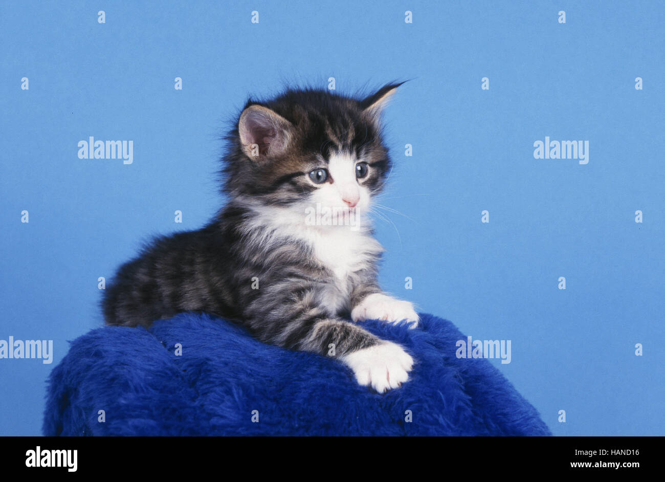Norwegian Forest Cat Stock Photo Alamy